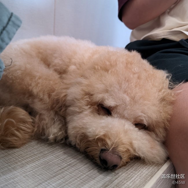 【我的毛孩子】修狗學(xué)堂模范生