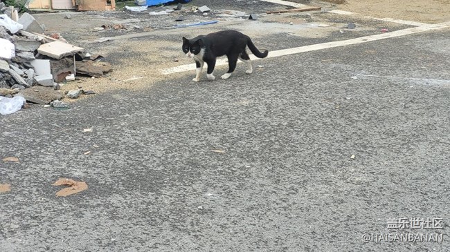 【我的毛孩子】野貓