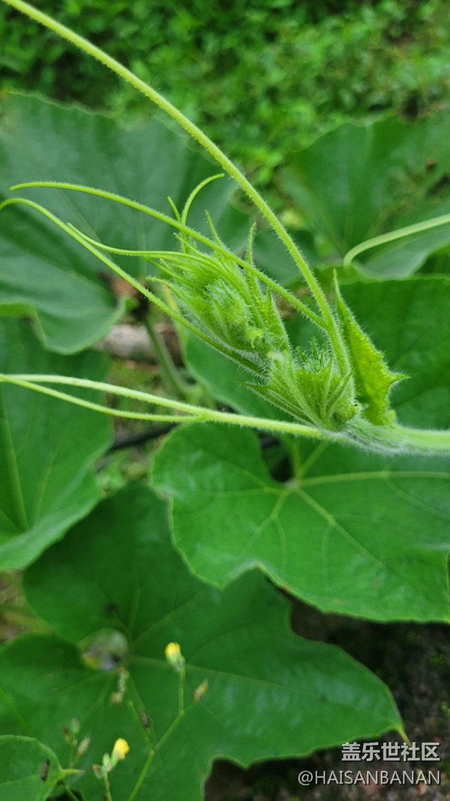 【夏日色彩】莖葉