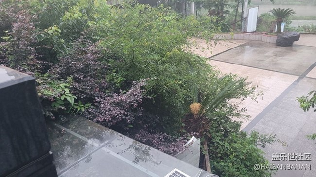 【我拍了拍夏天】霧氣