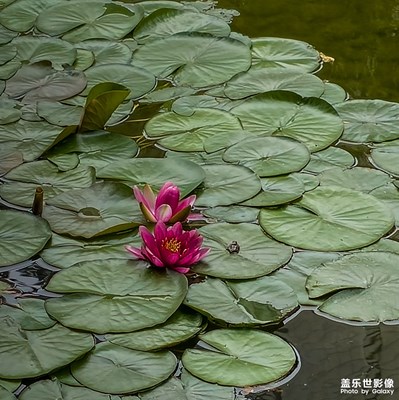 風(fēng)景花卉一組