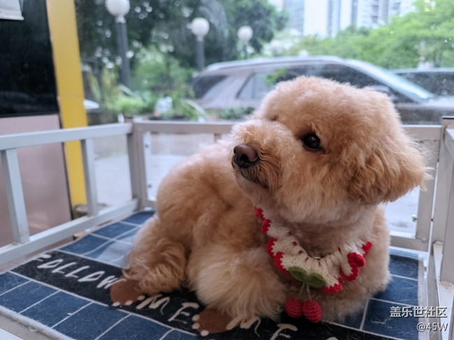 【我的毛孩子】修狗學(xué)堂模范生