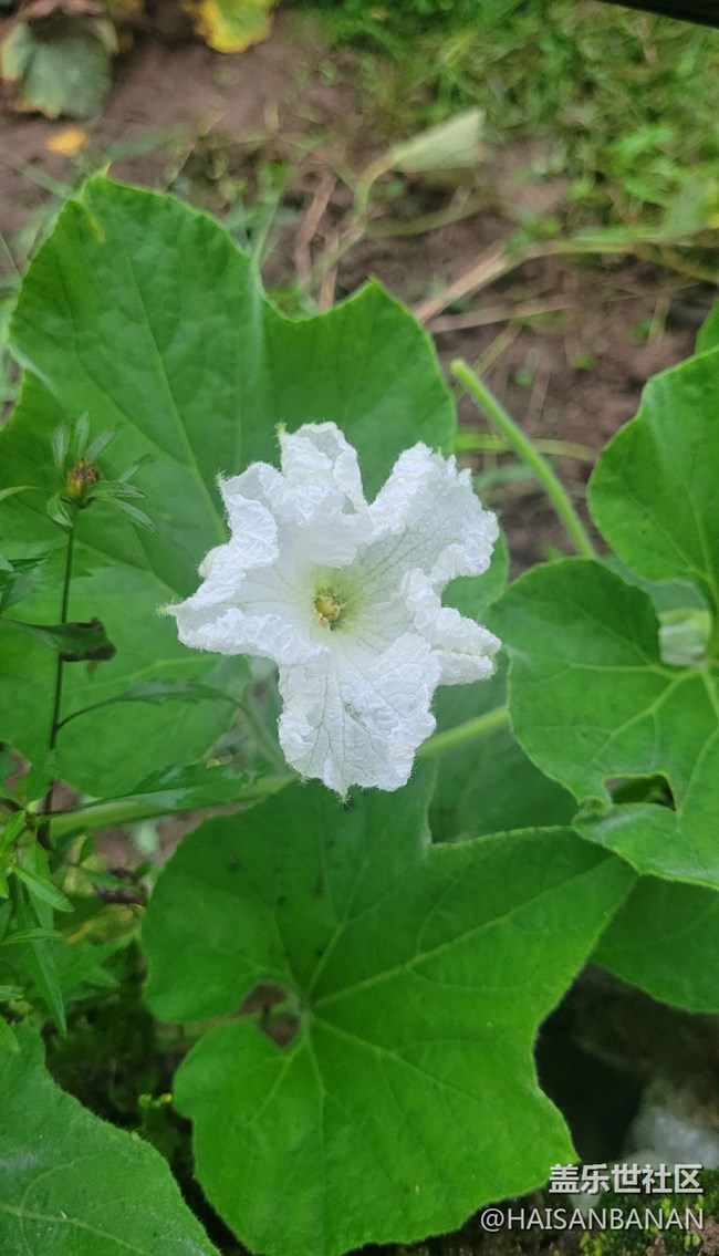 【夏日色彩】莖葉