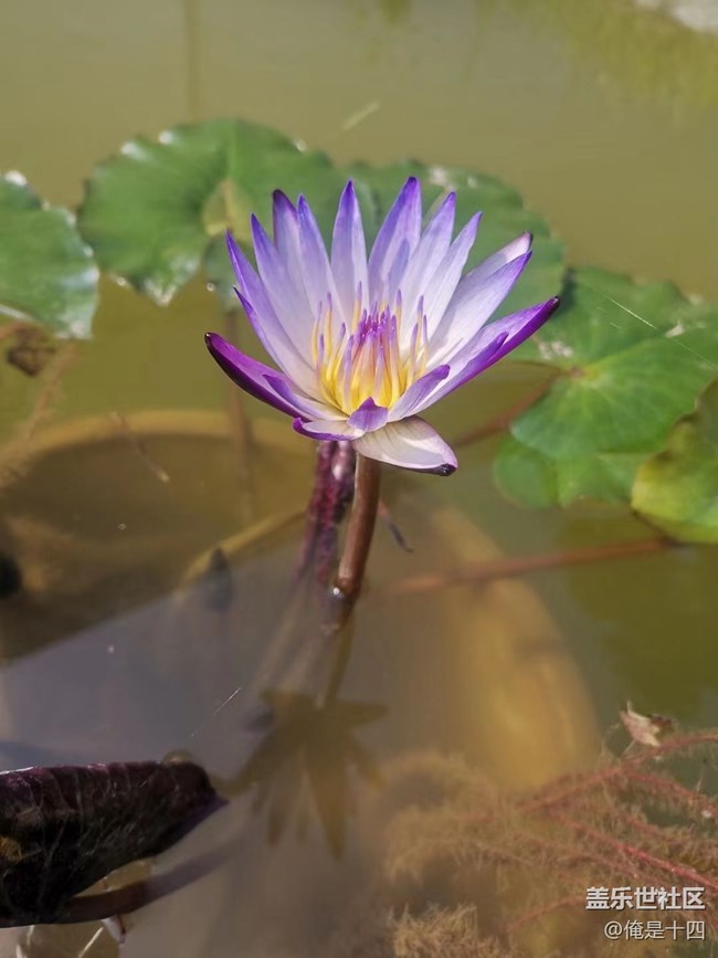 【我拍了拍夏天】睡蓮
