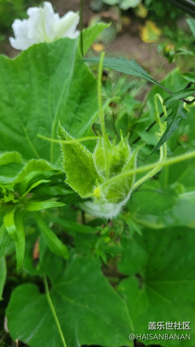 【夏日色彩】莖葉