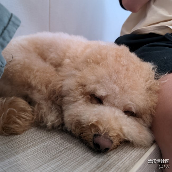 【我的毛孩子】修狗學(xué)堂模范生