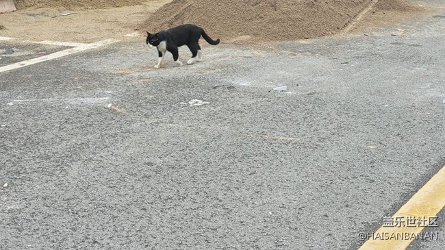 【我的毛孩子】野貓