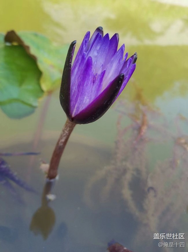 【我拍了拍夏天】睡蓮