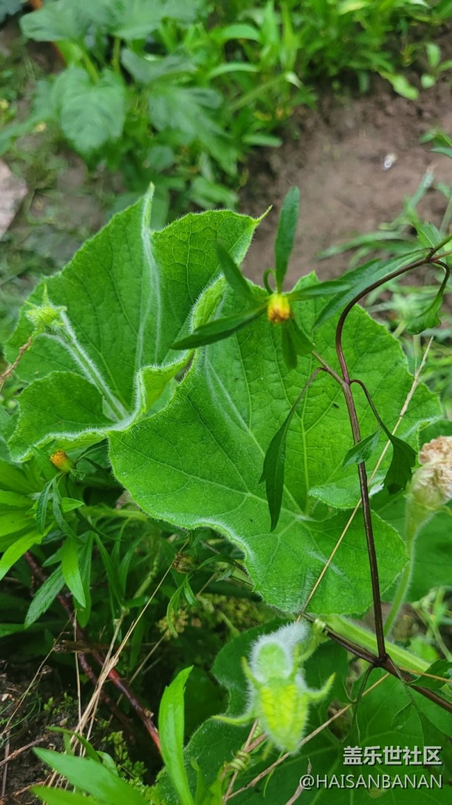 【夏日色彩】莖葉
