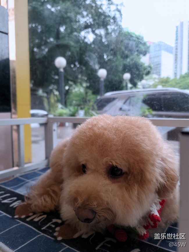 【我的毛孩子】修狗學(xué)堂模范生