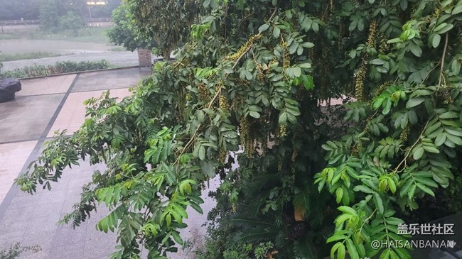 【我拍了拍夏天】霧氣