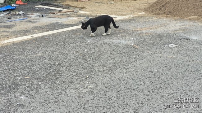 【我的毛孩子】野貓