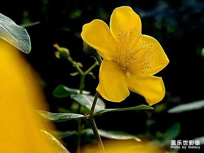 【不期而遇的美好】+拍拍金絲梅