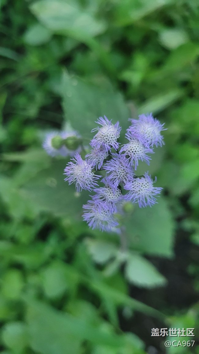 【夏日色彩】小花