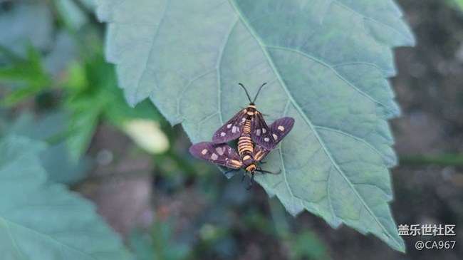 【我拍了拍夏天】昆蟲