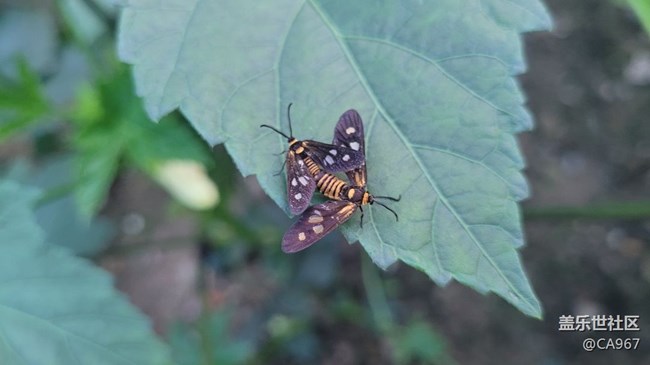 【我拍了拍夏天】昆蟲