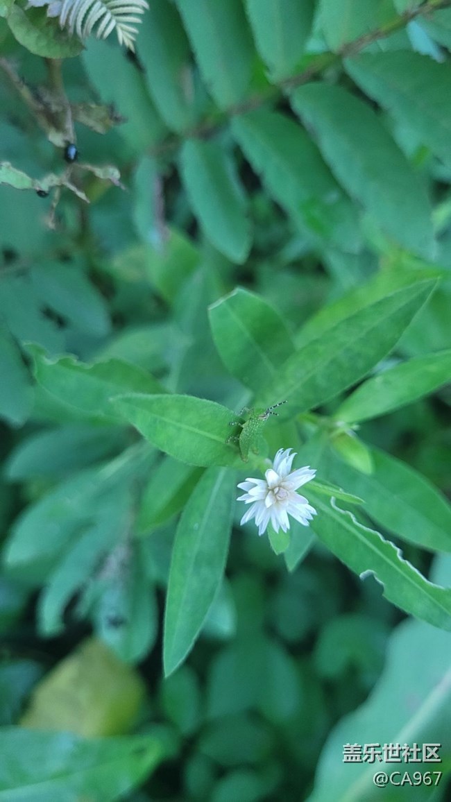【夏日色彩】小花
