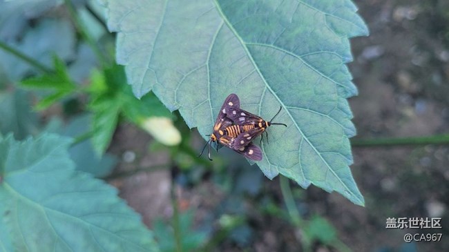 【我拍了拍夏天】昆蟲