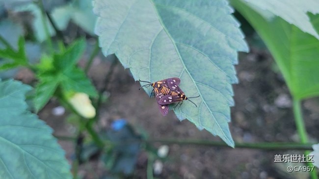 【我拍了拍夏天】昆蟲