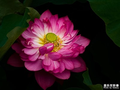 【鏡頭里的夏天】初夏的荷花