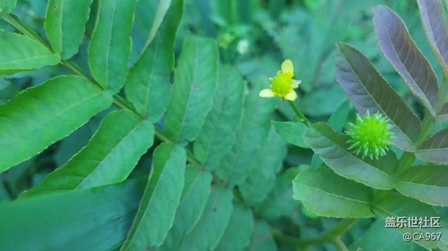 【夏日色彩】小花