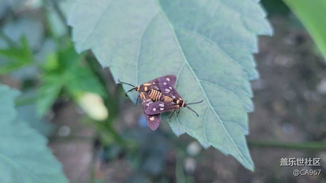 【我拍了拍夏天】昆蟲