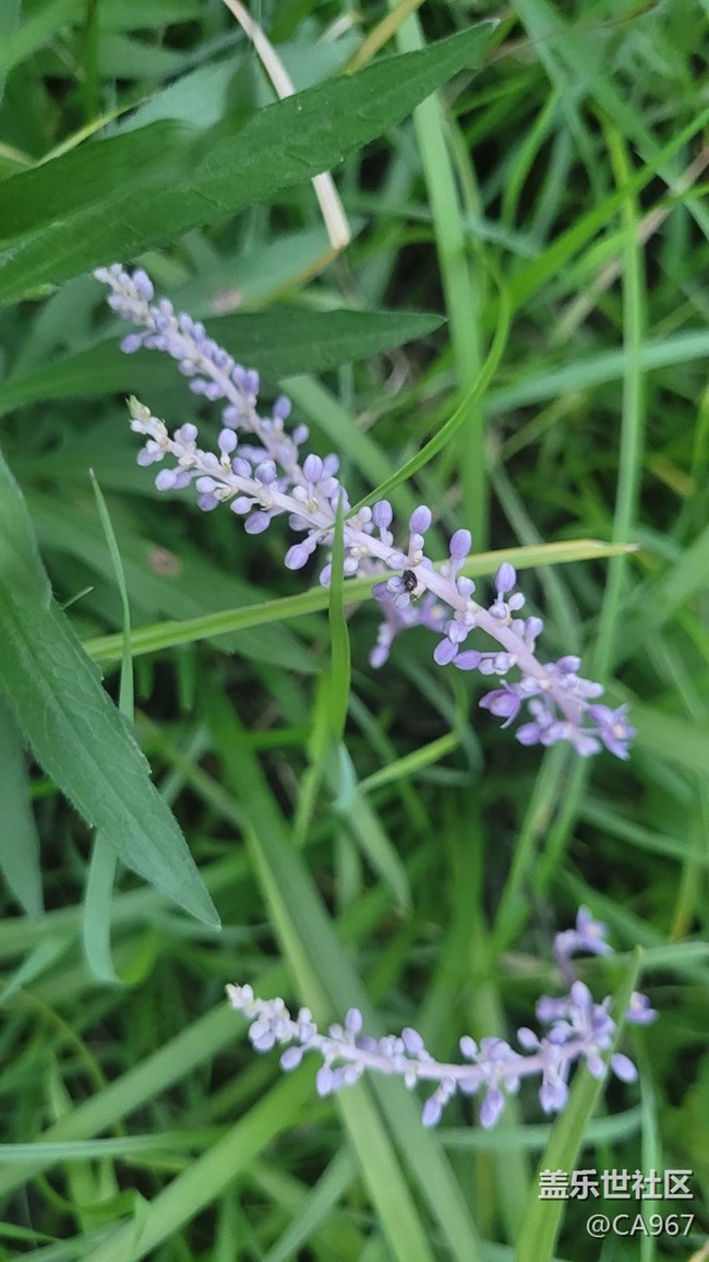 【夏日色彩】小花