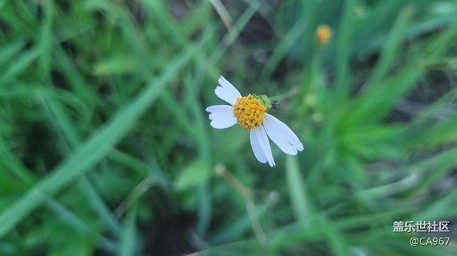 【夏日色彩】小花