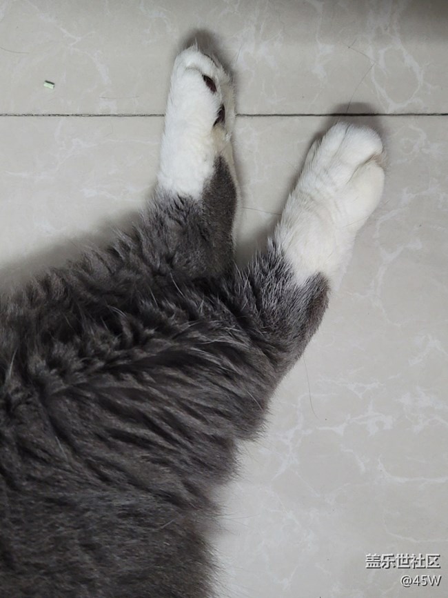 【我的毛孩子】雖胖且胖