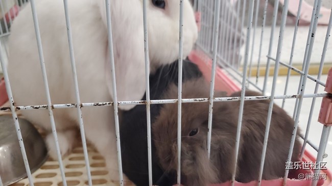 【我的毛孩子】小兔子