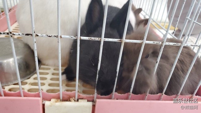 【我的毛孩子】小兔子