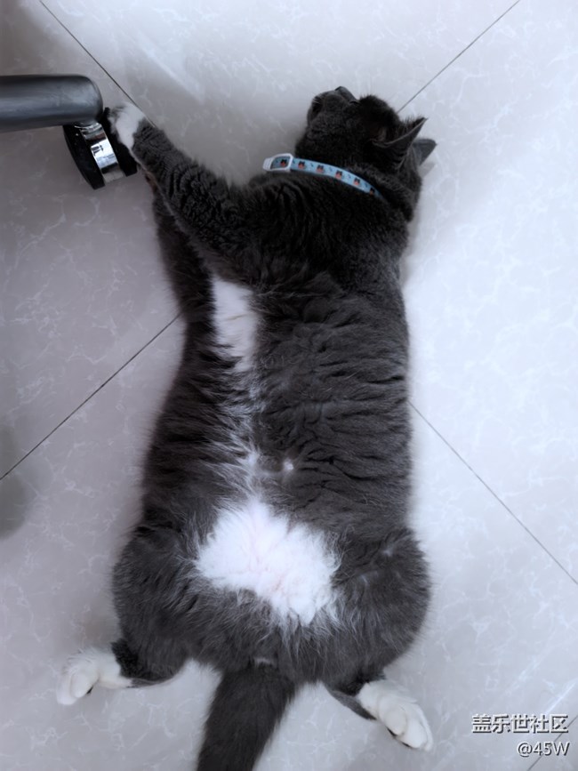 【我的毛孩子】雖胖且胖