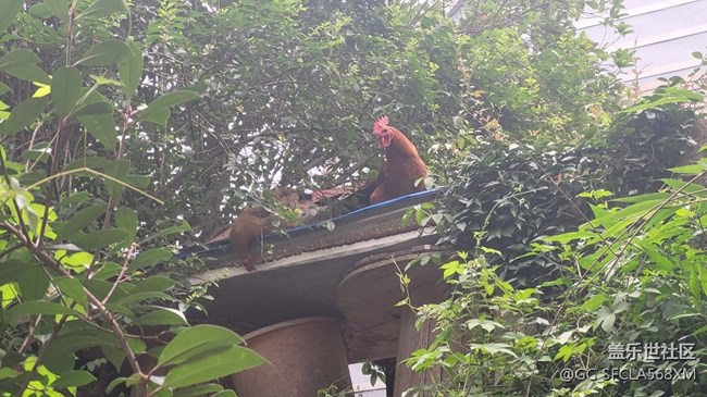 【我的毛孩子】小夫妻