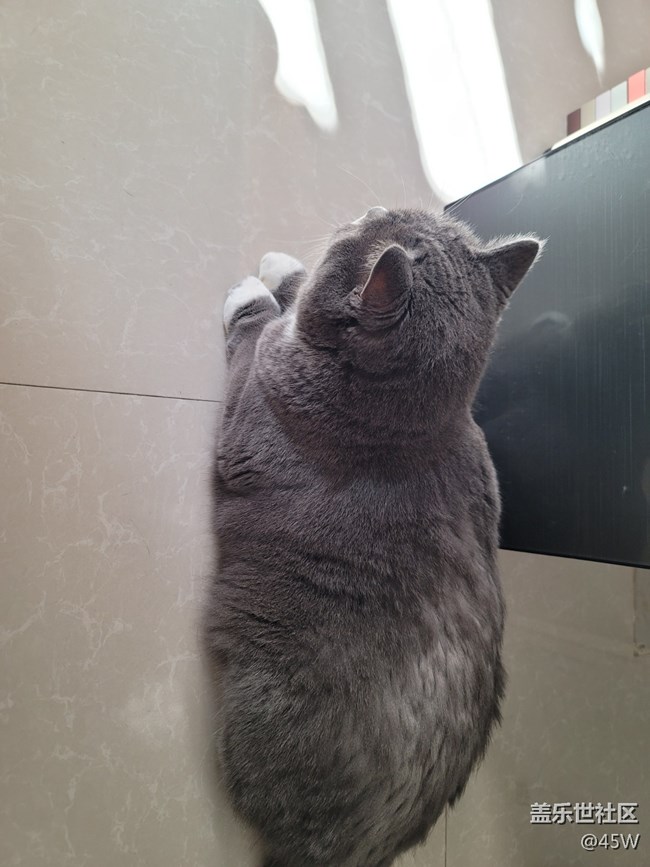 【我的毛孩子】雖胖且胖