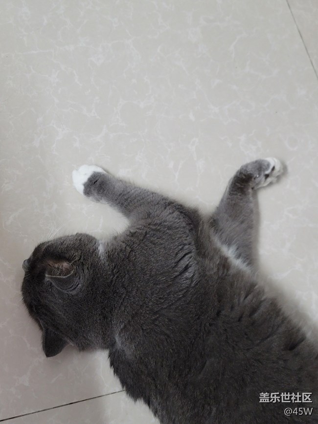 【我的毛孩子】雖胖且胖