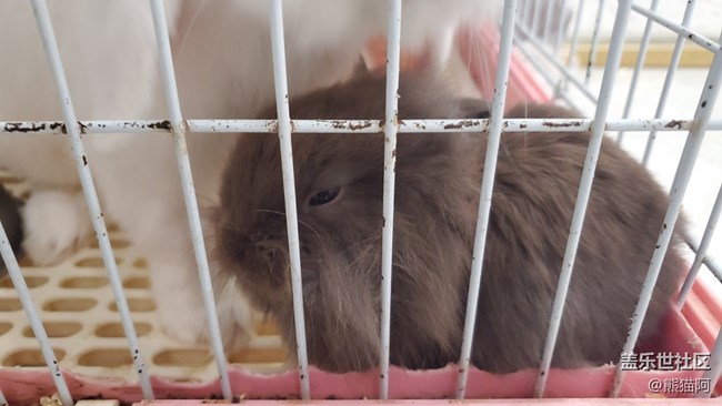 【我的毛孩子】小兔子