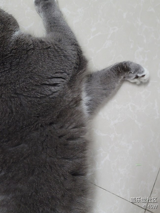 【我的毛孩子】雖胖且胖