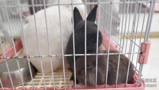 【我的毛孩子】小兔子