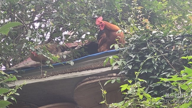 【我的毛孩子】小夫妻