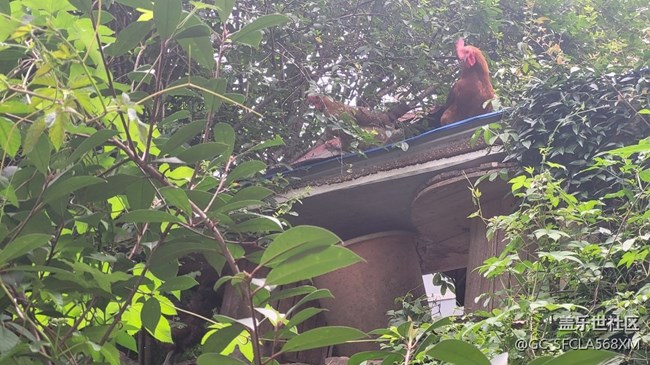 【我的毛孩子】小夫妻