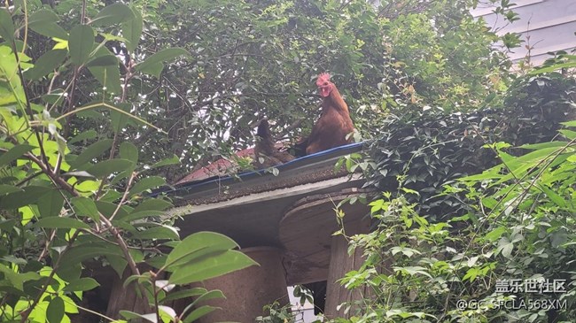 【我的毛孩子】小夫妻