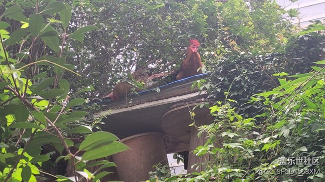 【我的毛孩子】小夫妻