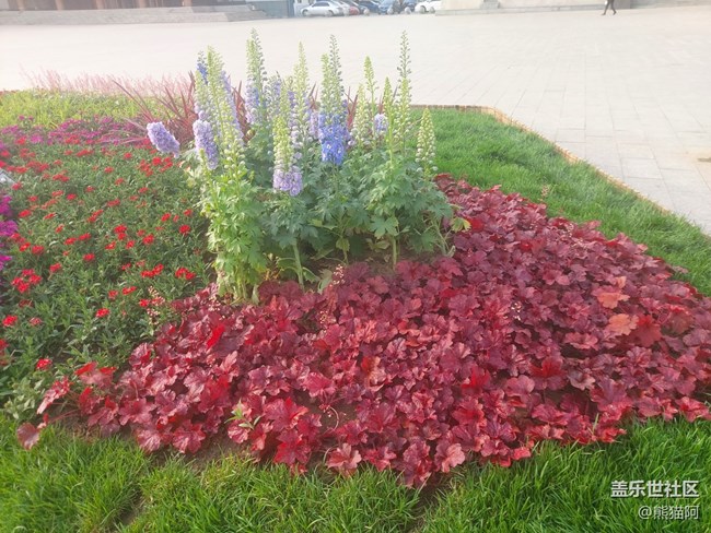 #歡樂時(shí)光——花多多