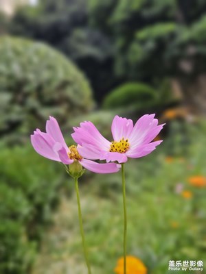 【鏡頭里的夏天】flora bokeh