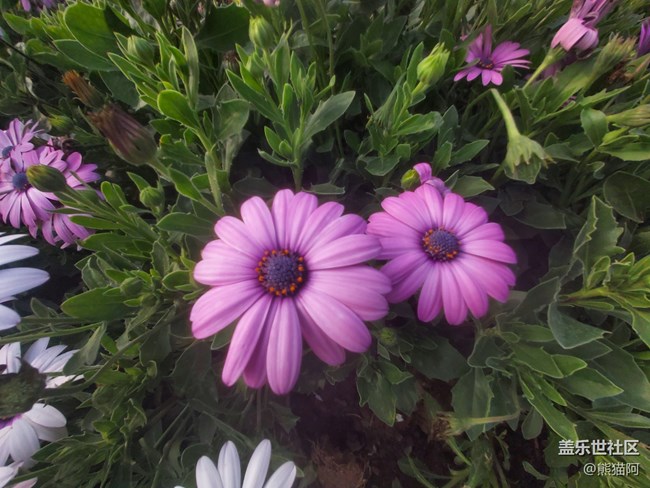 #歡樂時(shí)光——花多多