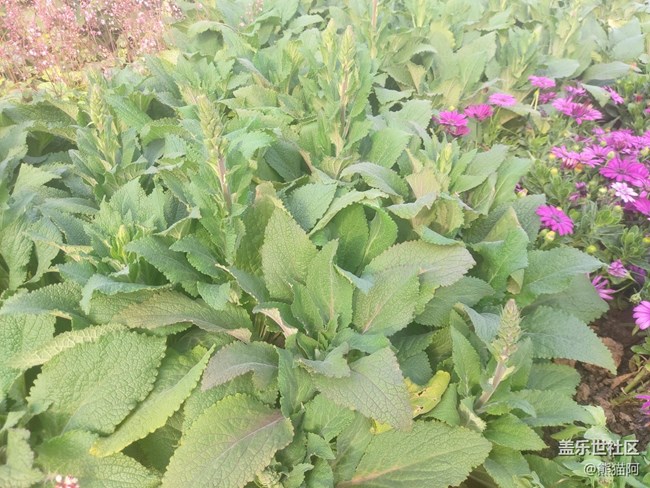 #歡樂時(shí)光——花多多