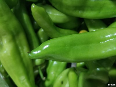 【夏日好時光】+青椒