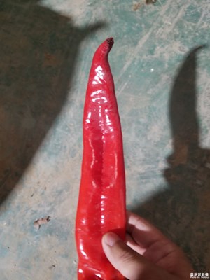 【夏日好時光】+辣椒