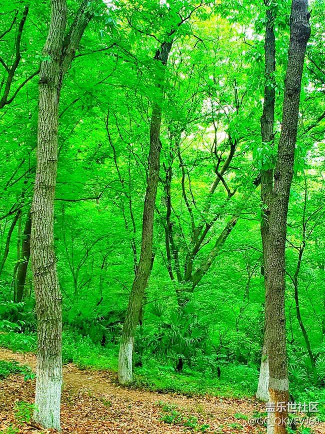 【沿途美景】+叢林深處