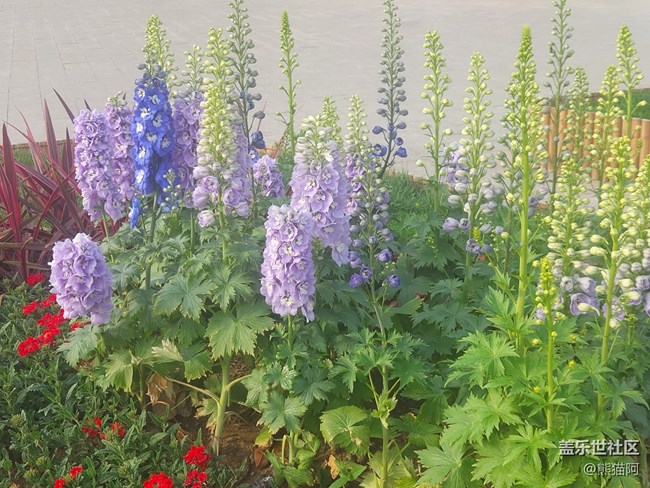 #歡樂時(shí)光——花多多